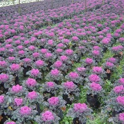 清新園花卉 專業(yè)花箱種植補種與優(yōu)質(zhì)草花銷售服務(wù)