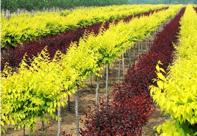 重慶市涪陵區(qū)倩倩花卉種植園 花卉種植的藝術(shù)與科學(xué)