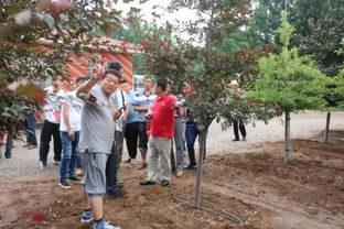 戈壁灘上的花木工廠 甘肅金昌的花卉種植奇跡