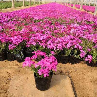 芝櫻花觀賞與種植基地全攻略 行情、價格與蔬菜種植結(jié)合之道