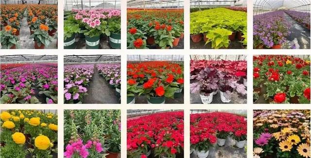 2022年國家農(nóng)民合作社示范社名單揭曉，青浦蔬菜種植合作社成功入選