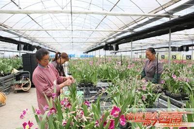 山野靈草遍地生金 —— 黔西南州中藥材產(chǎn)業(yè)發(fā)展紀實