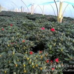 福建陳海亮花卉苗木產(chǎn)品供應與租擺服務全覽